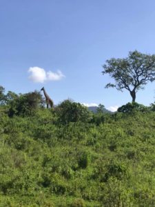 На сафари в Танзании