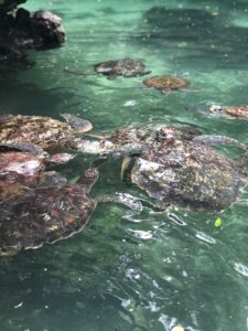 Черепахи Занзибар