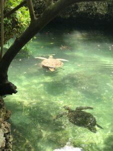 Черепаха Занзибар