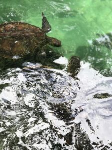 Черепаха Занзибар